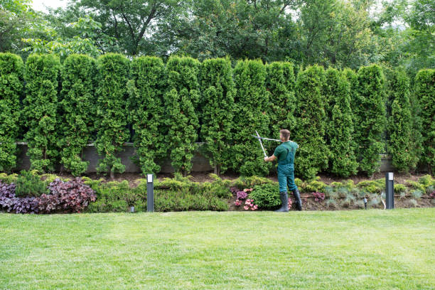 Best Pest Control for Lawns  in Ke Providence, LA