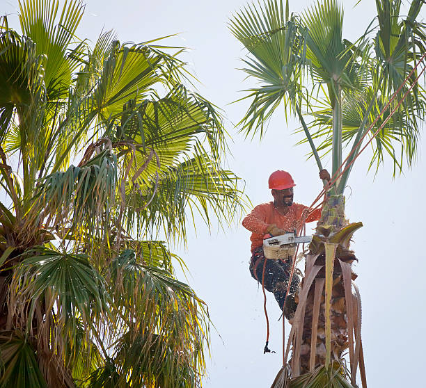 Best Commercial Tree Services  in Ke Providence, LA